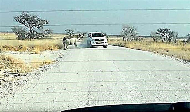 Am - Namibia Rhino mat - ausgelaf vum Jeep mat - Touristen attackéiert: Video