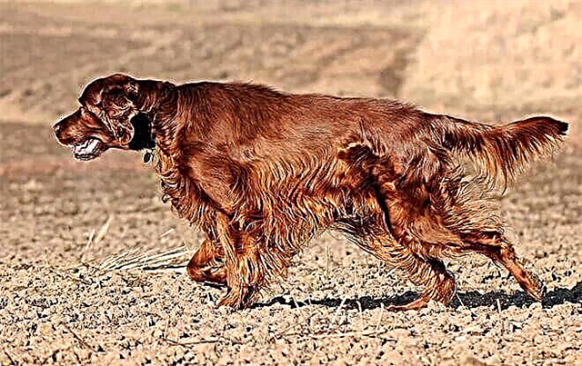 Dog Irish Setter. Ցեղատեսակի նկարագրություն, ոսկե գեղեցիկ, որսորդ, փափուկ կերպարով