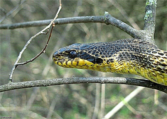 Sarma serpento: vivo en la naturo kaj en la terario
