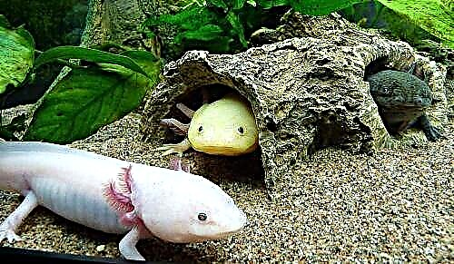 Animal axolotl