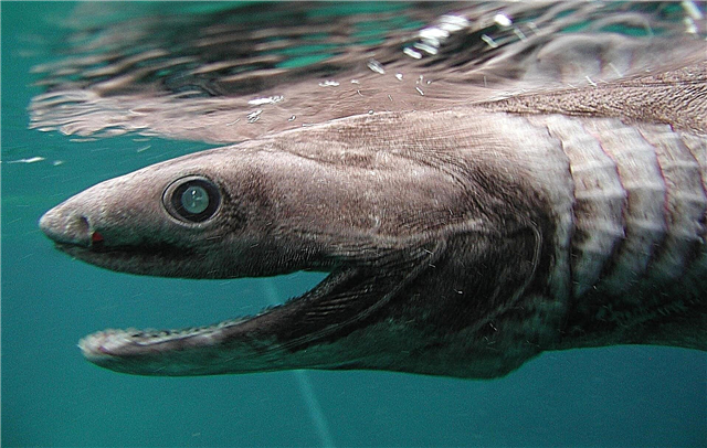 Köpəkbalığı üzlü köpəkbalığı ən qədim yaşayan köpək balığıdır.