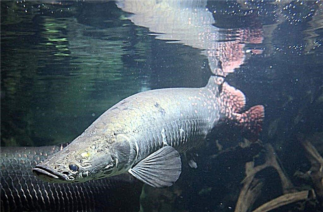Арапаима - гигантская тропическая пресноводная рыба