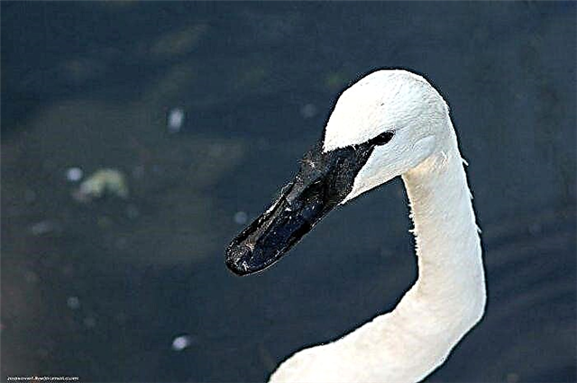 Trumpeter Swan (Ẹyẹ Ariwa Amerika)