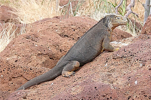 Konolof - Galapagos Iguana