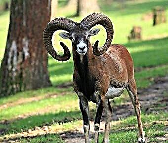 Mouflon: características do animal e o seu crecemento