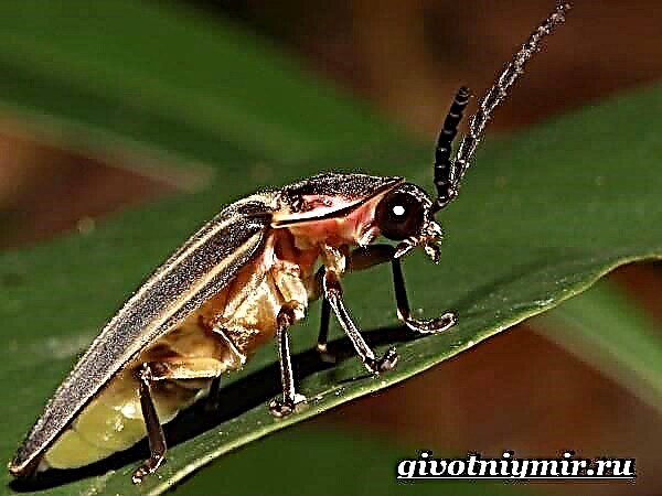 Firefly insectos: que come, onde vive e por que brilla?