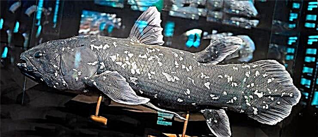 Coelacanth yaşadığı yerdə - qədim bir fırça balığı
