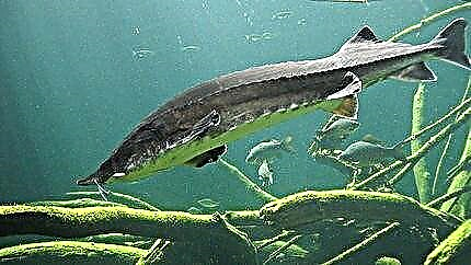 Peshk Beluga. Përshkrimi i ujërave të ëmbla