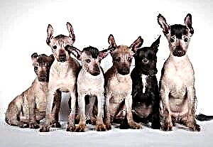 Xoloitzcuintle շուն: Descriptionեղի նկարագրությունը, առանձնահատկությունները, տեսակները, խնամքն ու գինը