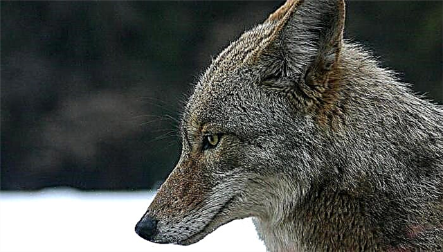 Coyote - coyote