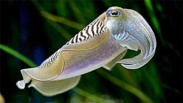 Cuttlefish - freaks o usa ka milagro sa kinaiyahan?