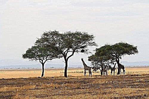 Afrički nacionalni parkovi