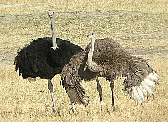 Страус африканский: что расскажет о себе самая большая птица? Какого роста может быть страус и сколько весить