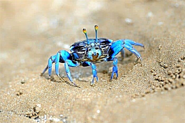 Blue crab: wehewehe wehewehe