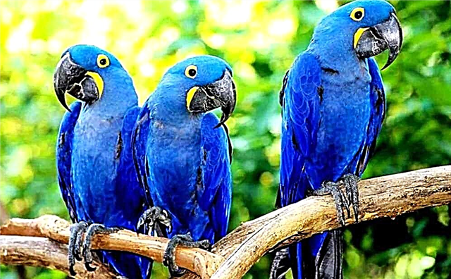 Xiav macaw parrots