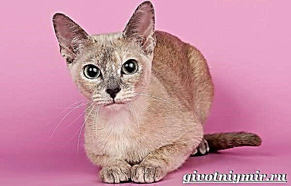 Тонкинская кошка: стандарт породы, правила содержания