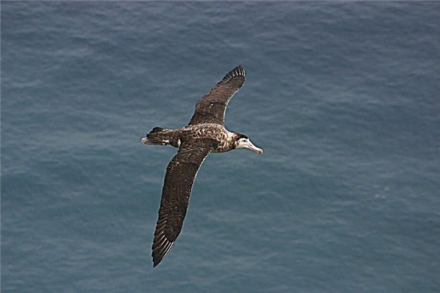 Albatross - nyanja yayikulu: kufotokozera, zithunzi ndi kanema