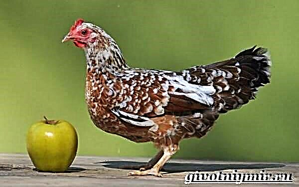 Bentamki Chickens