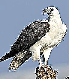 Madagaskar schreiend Adler - vociferous Hawk