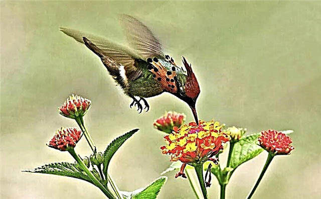 ہمنگ برڈ پرندہ