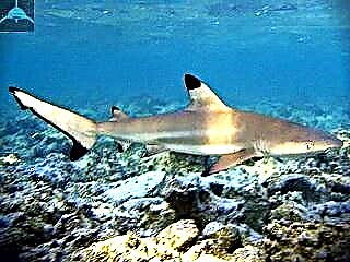Blackfin Reef Shark