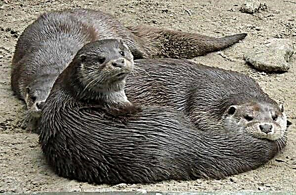 Otter: görünüş, yaşayış sahəsi, həyat tərzi