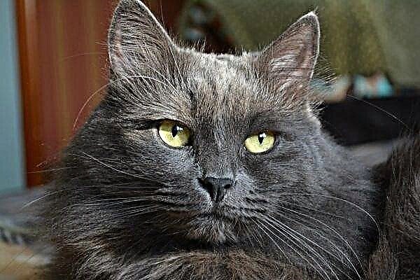 ნიბელუნგის კატა. კატა Nibelung- ის აღწერა, მახასიათებლები, ზრუნვა და ფასი
