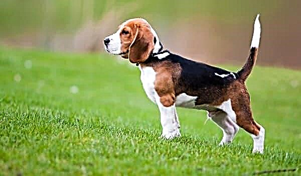 Beagle (Beagle Anglisht)