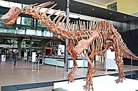 Naučnici su dokazali nadzvučne karakteristike repa sauropoda