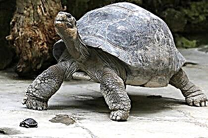 Shkencëtarët kanë zbuluar një specie të re të breshkave në ishujt Galapagos