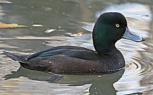 Koje karakteristike patka crni?