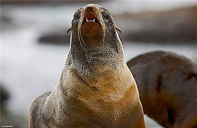North fur seal Callorhinus ursinus