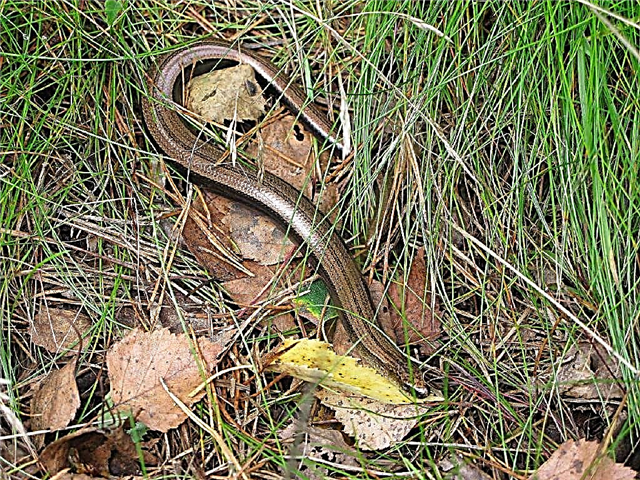 Sochi serpentarium: potpuni vodič za zmije na obali Crnog mora