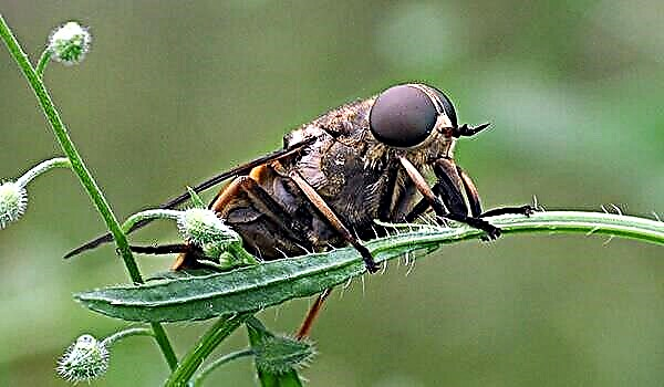 Gadfly - Intsektuen parasitoak