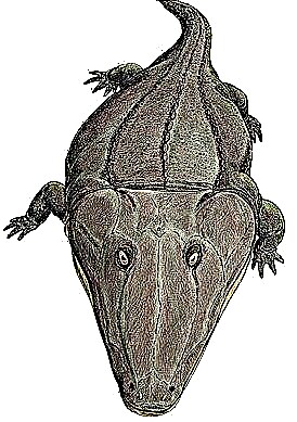 Amfibiya əcdadları: Mastodonosaurus