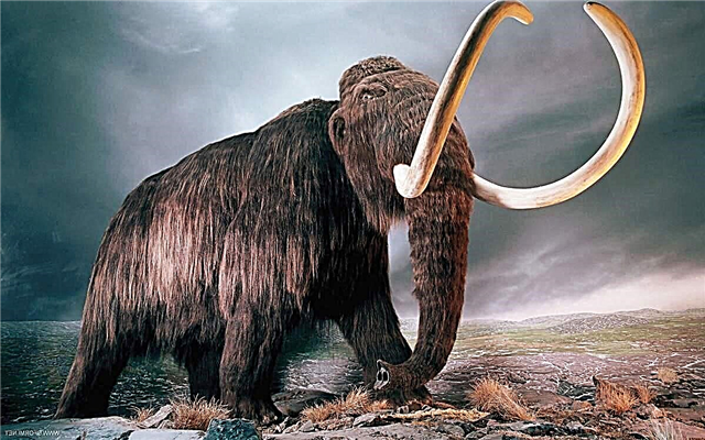 Ndị dike ahụ laghachite: Why Russia Clones Mammoth