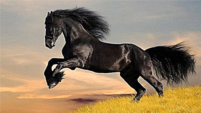 გარეგნობის ისტორია და როგორ განსხვავდება Mustang ჯიშის ცხენები, შესაძლებელია თუ არა ცხენის მორცხვა