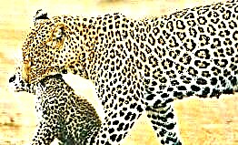 Leopard babban maharbi ne.
