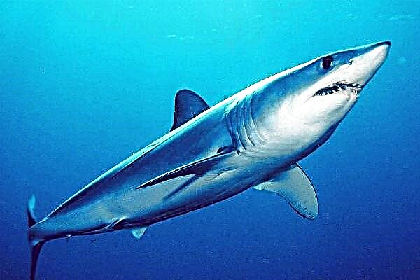 UMark Shark