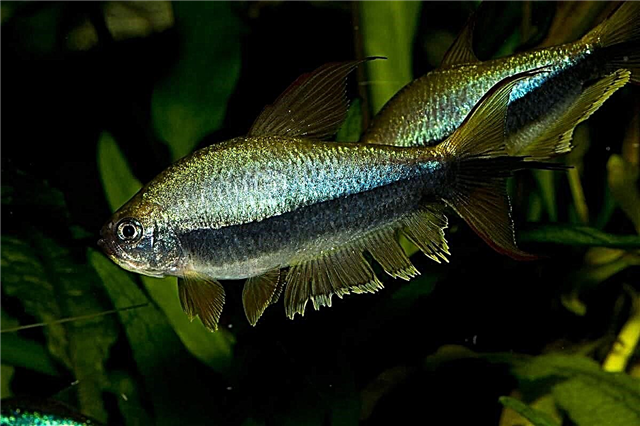 Кралската тетра - луксузна риба за аквариумот