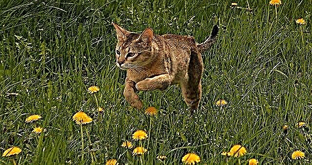 Reed cat, marsh lynx կամ housei - վայրի կատվի տեսքը, բովանդակությունը և այլ բնութագրերը