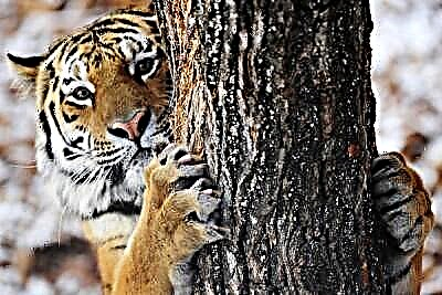 I tukuna a Tiger Amur me te keke me te mincemeat i tona huritau