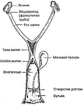 Матка и яичники кошки фото