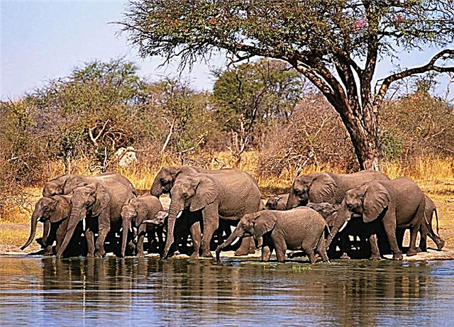 Puncak 10 fakta anu paling endah pikeun gajah