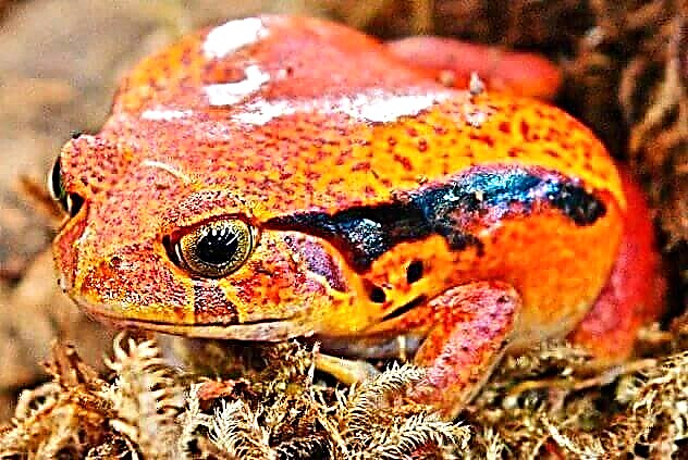 Vaapiapi-breeds poʻo micro-frogs: ituaiga ma olaga