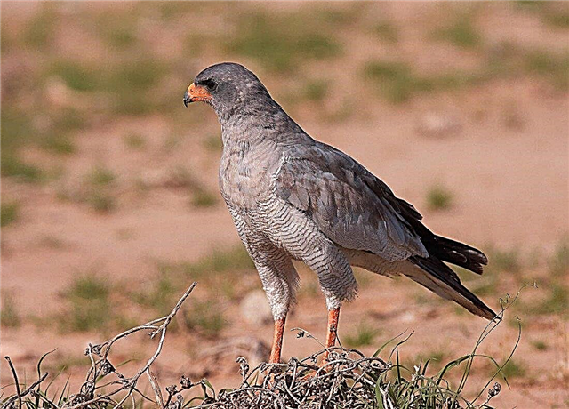Sparrowhawk b'wiċċ aħmar