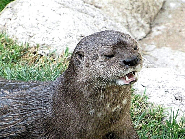 Ləkəli Otter - nadir bir heyvan