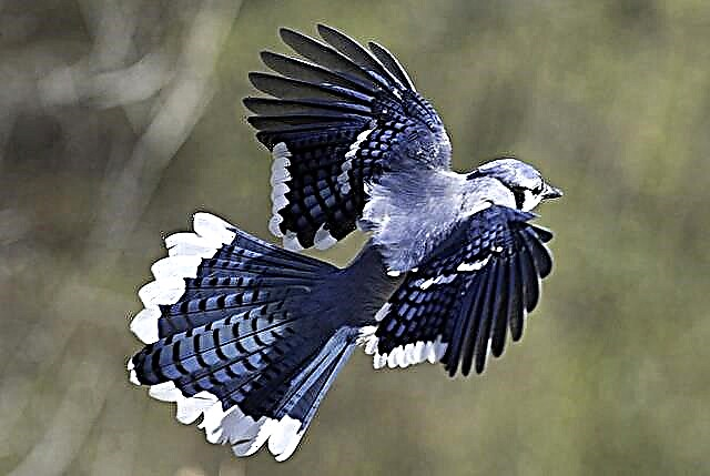 Blue Jay - isang ibon na may asul na crest