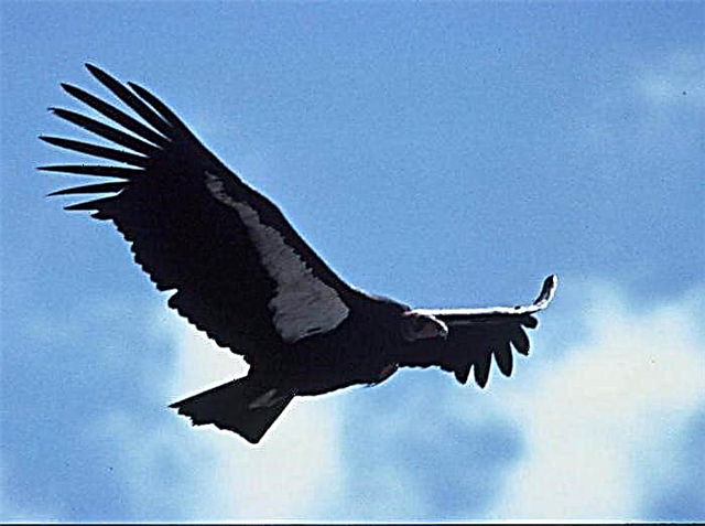 Andean Condor (eye)