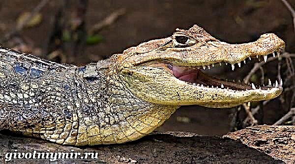 Кајмански крокодил. Кајмански животен стил и живеалиште